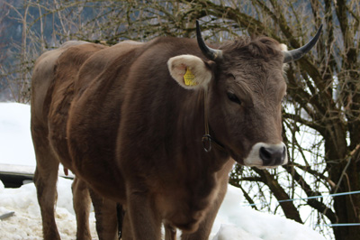 C’est bœuf de manger de la viande?