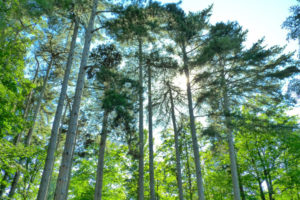 arbres