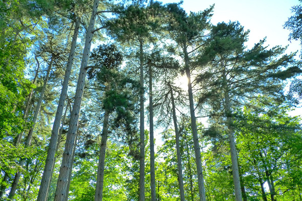 Au cœur des arbres