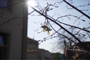 arbre-a-grandir