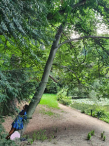 arbre