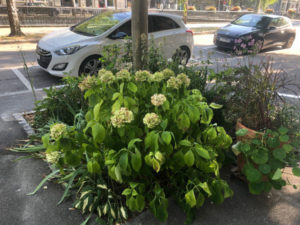coiffeur-fleurs_2